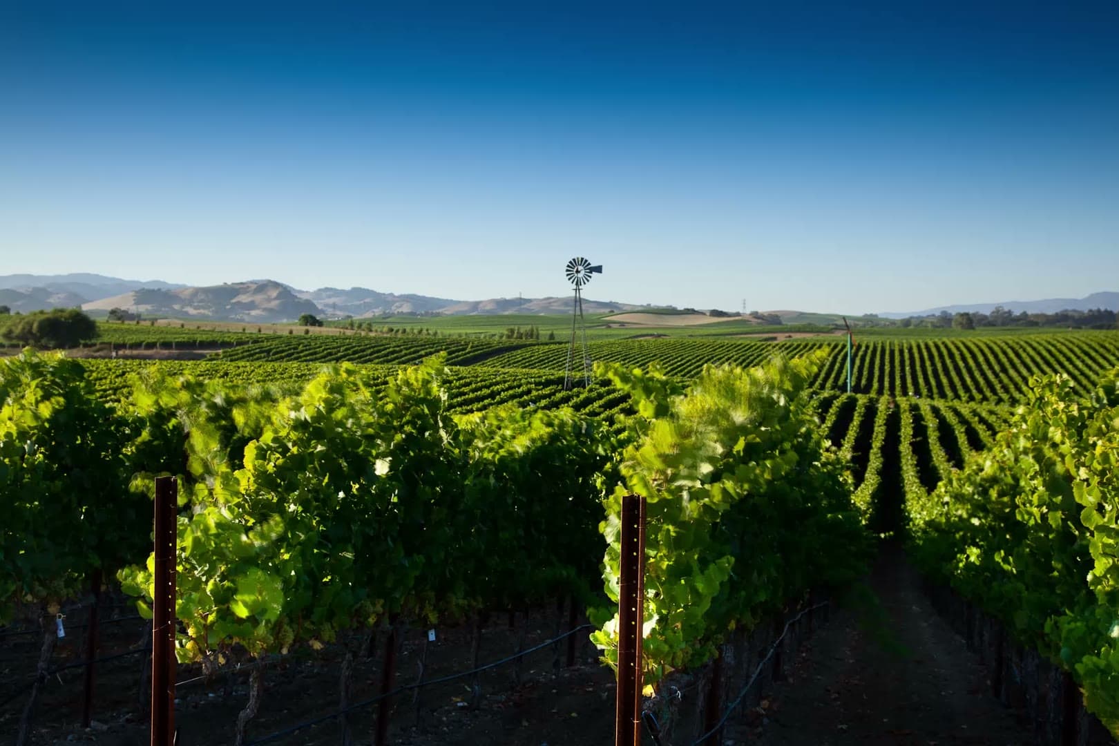 Rows of vines in a sunlit vineyard